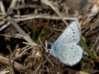 Silvery Blue (Glaucopsyche lydamus) 238