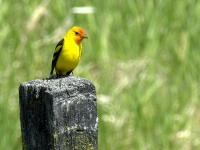 Western Tanager (Piranga rubra) 462