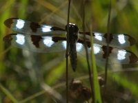 male Twelve-spotted Skimmer Dragonfly (Libellula pulchetta) at Conboy