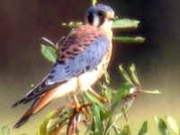 American Kestrel (Falco sparverius) Ridgefield NWR