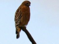 Red-shouldered Hawk (Buteo lineatus) at Ridgefield NWR