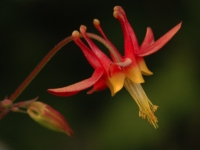 Red Columbine (Aquilegia formosa) Badger Creek 6/17/2005 mimi