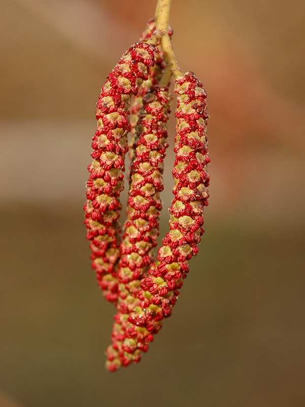 Red Alder Catkins