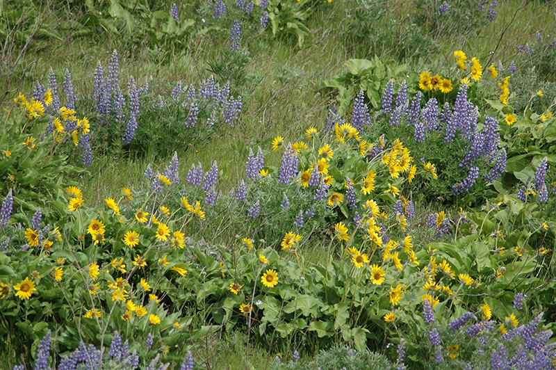 Lupine and Balsamroot