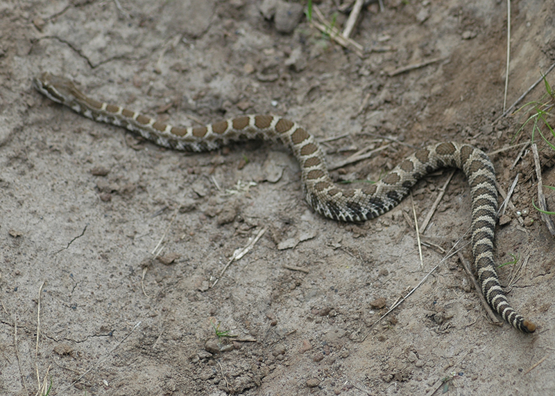 Rattlesnake