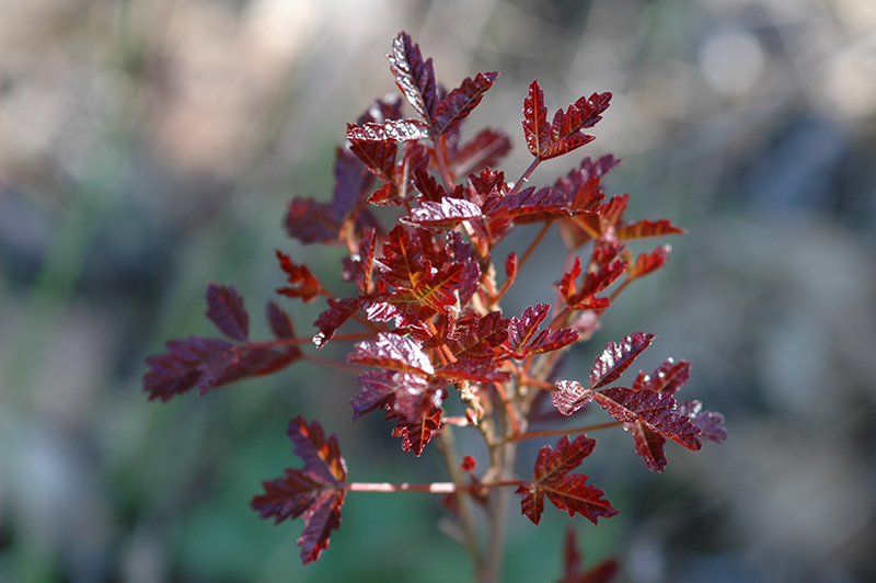 Poison Oak