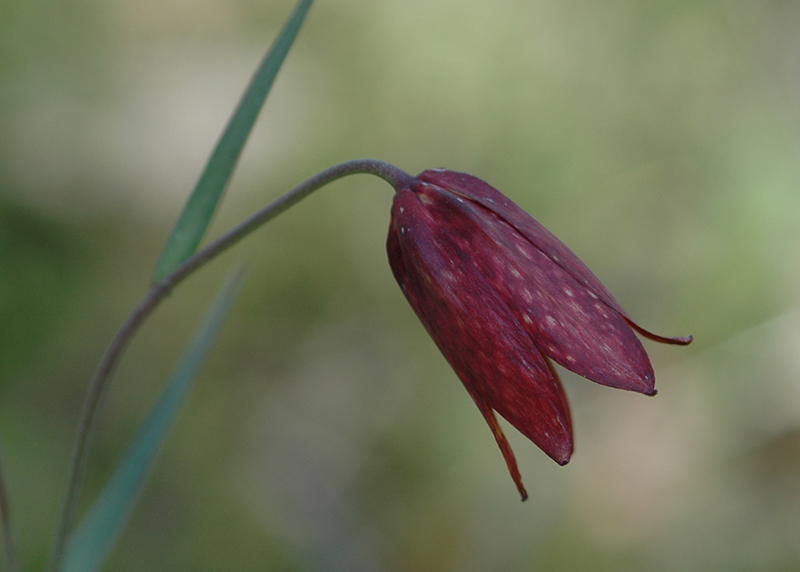 Fritillaria gentneri