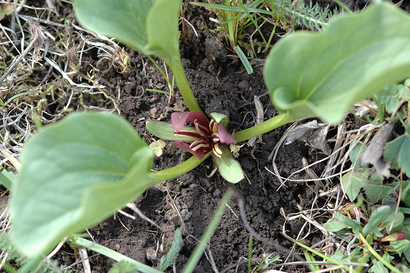 Roundleaf Trillium