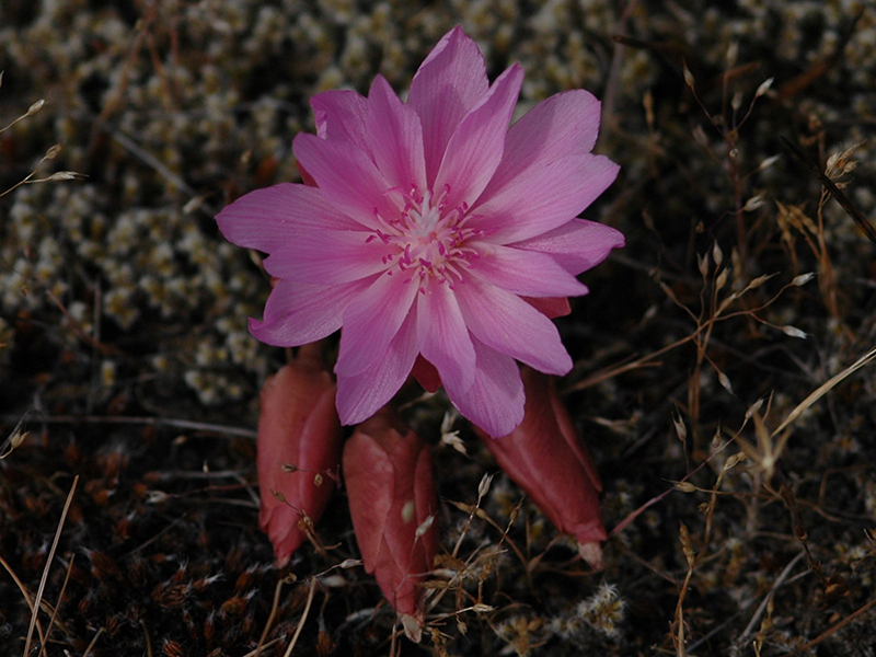 Lewisia rediviva