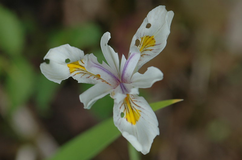 Clackamas Iris