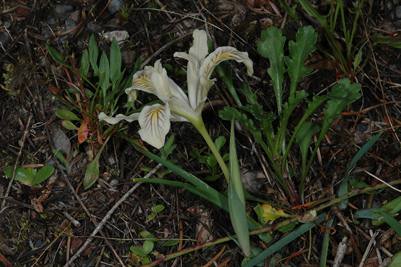 Iris chrysophylla