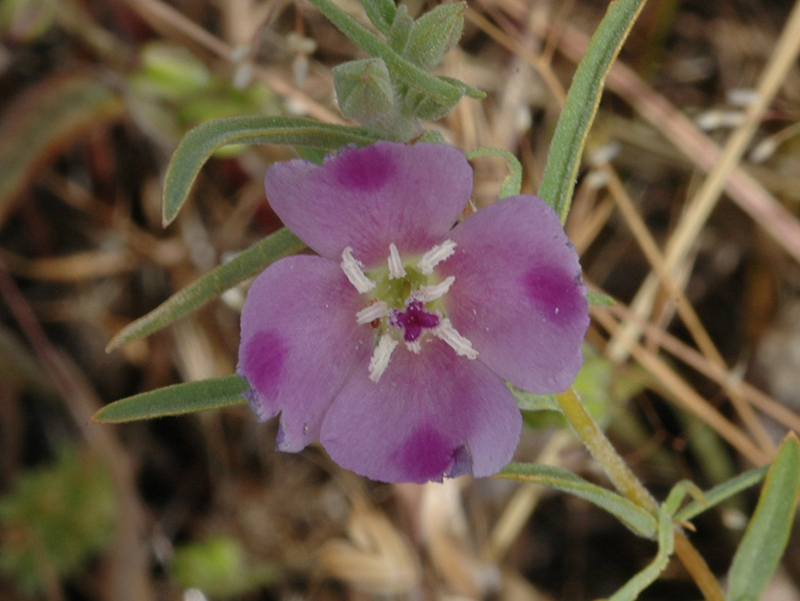 Clarkia quadrivulnera