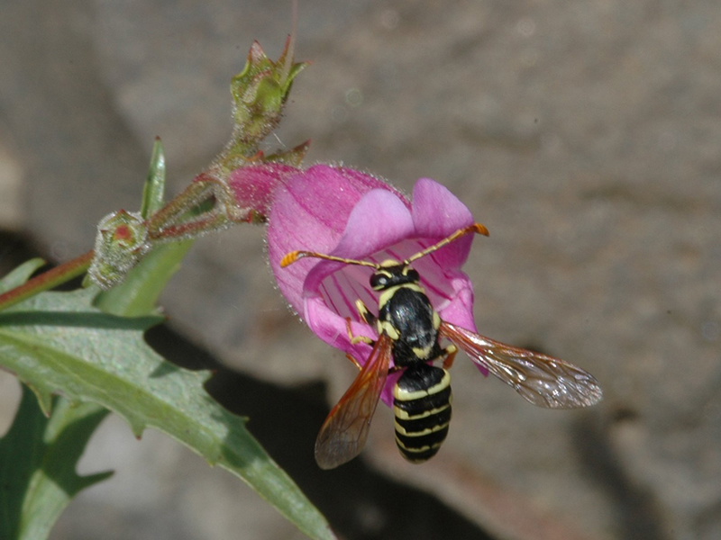 Honey wasp