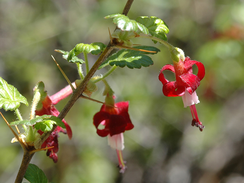 Ribes lobbii