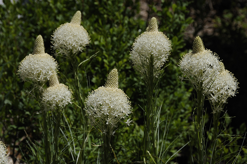 Bear Grass