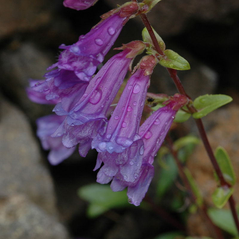 Penstemon