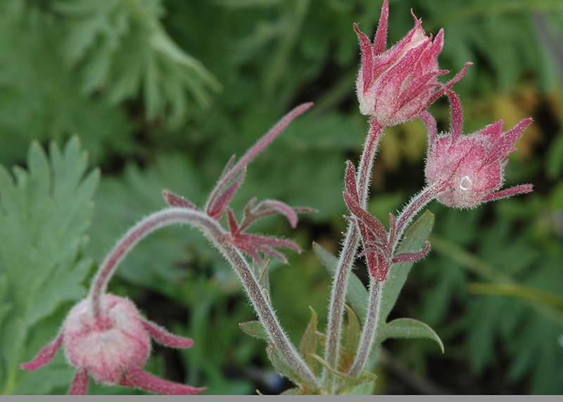 Geum triflorum