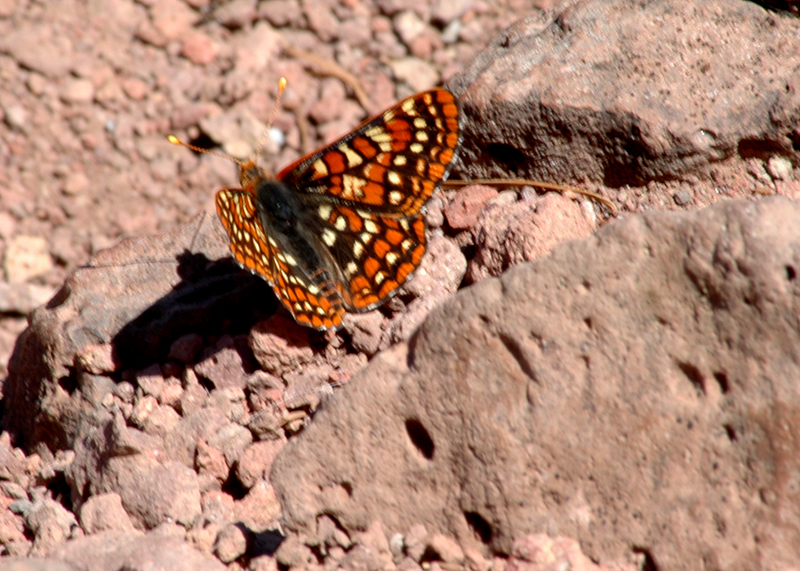 Checkerspot butterfly