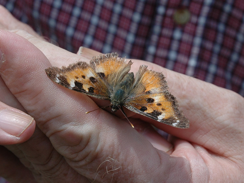 California Tortoiseshell Butterfly