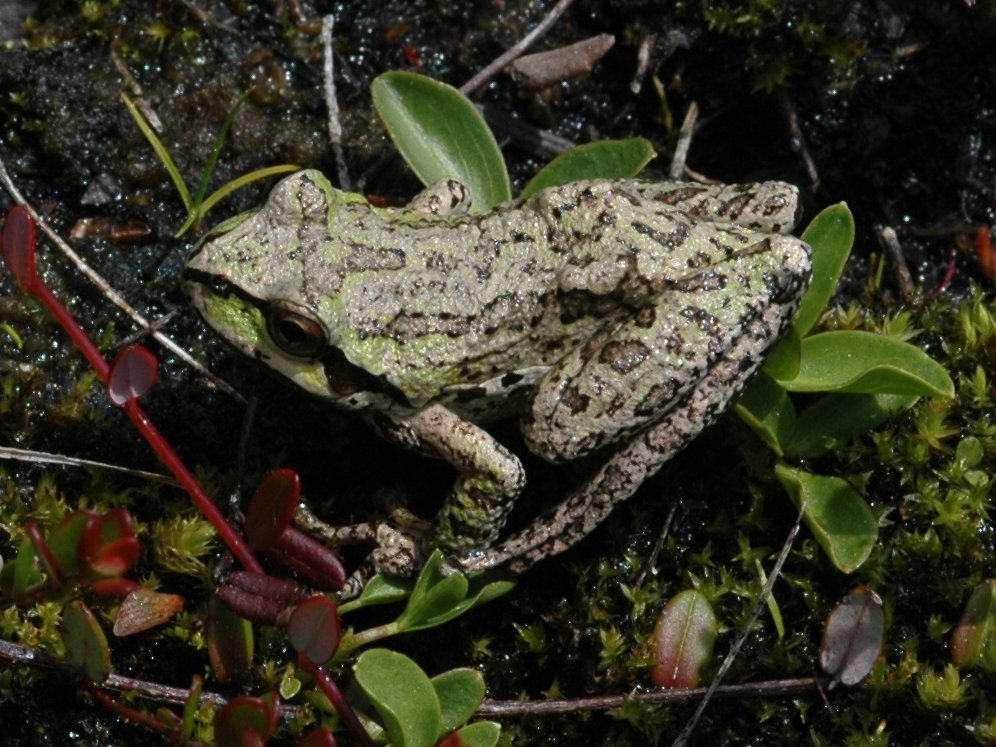 Bog Frog