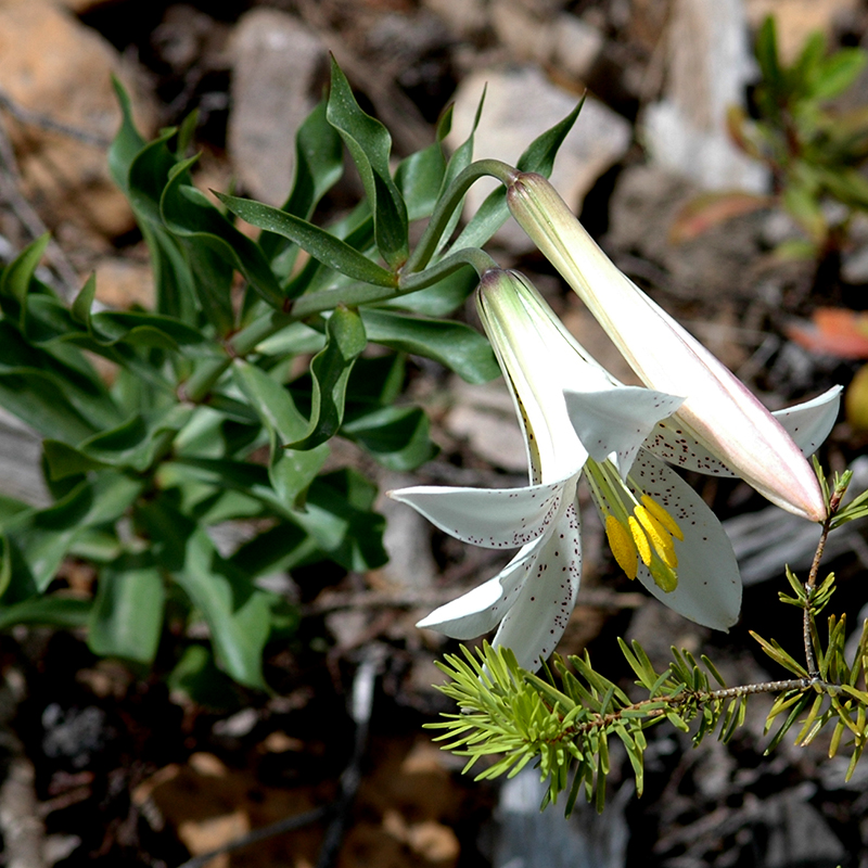 Washington Lily