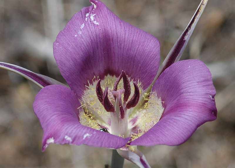 Calochortus macrocarpus