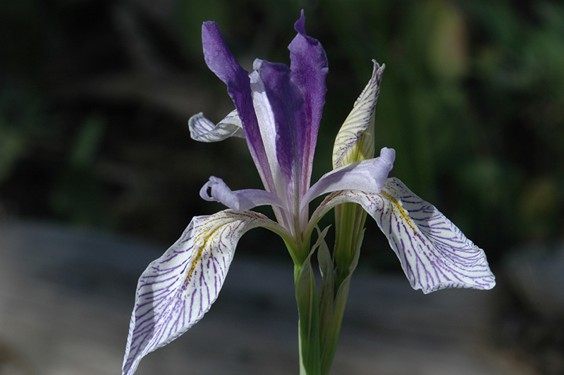 Iris missouriensis