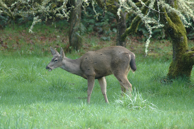 Blacktail deer