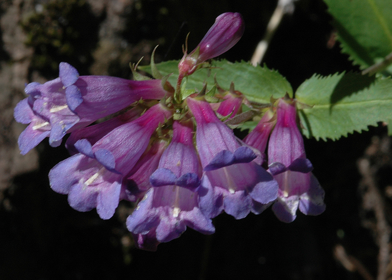 Cascade Penstemon