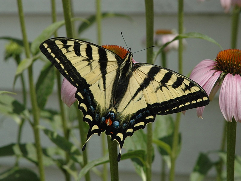 Western Tiger Swallowtail