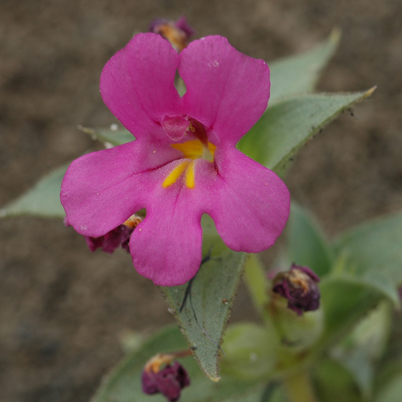 Mimulus cusickii