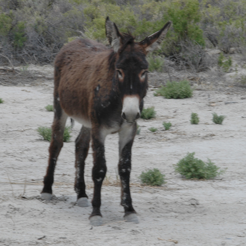 Wild Burro