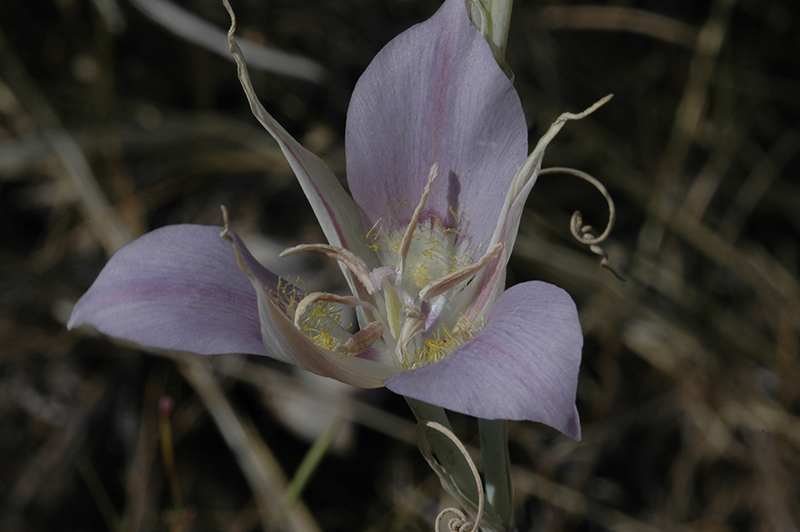 Calochortus macrocarpus