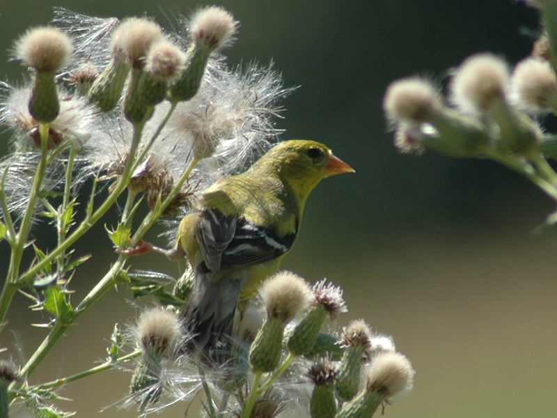 female Goldfinch