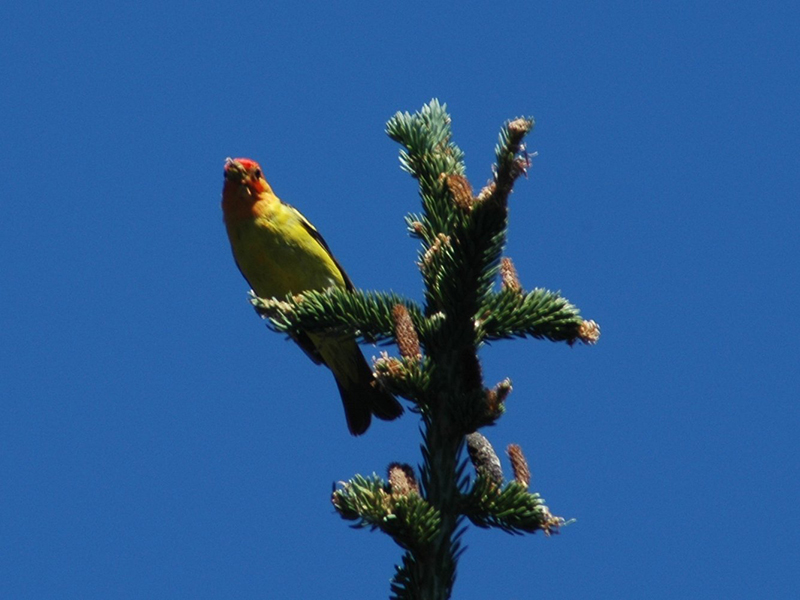 Western Tanager