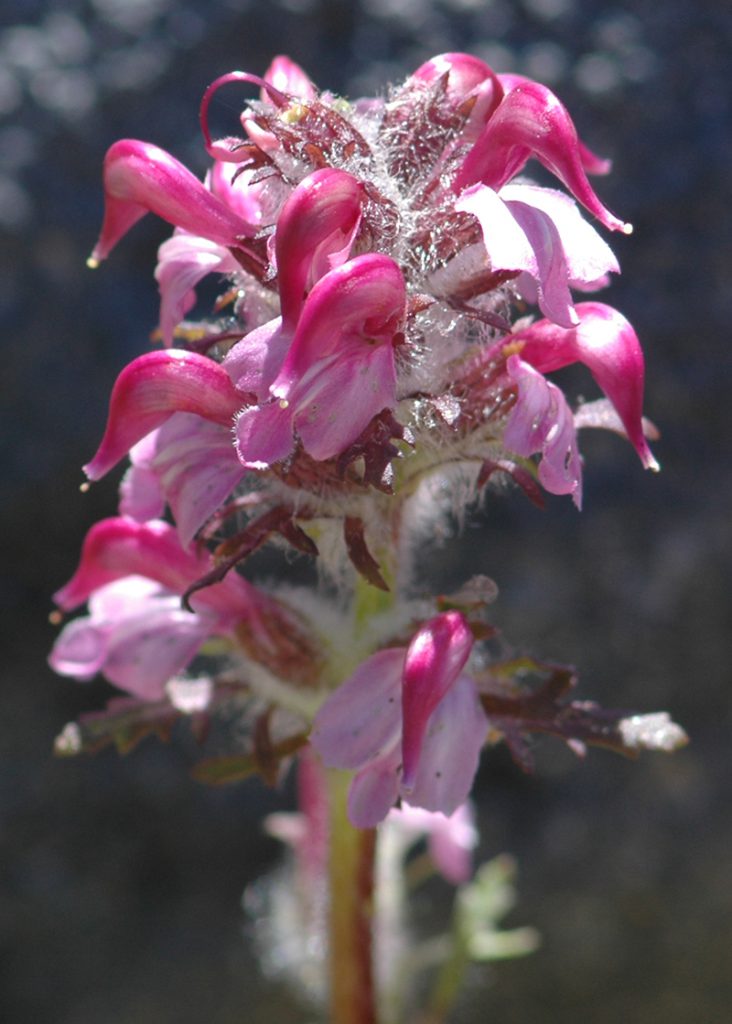 Bird's Beak Lousewort