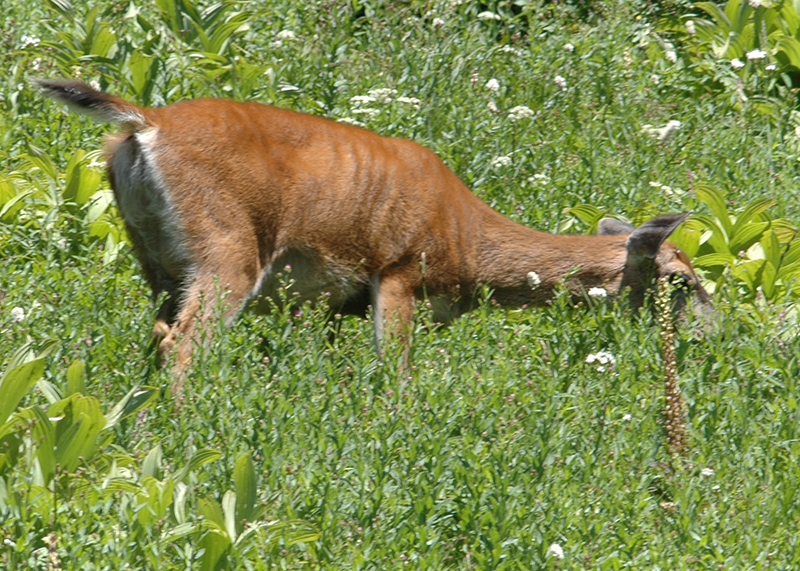 Black-tail Deer