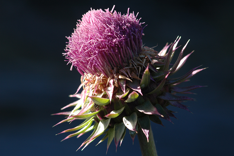 Musk Thistle