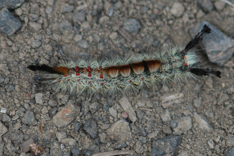 caterpillar