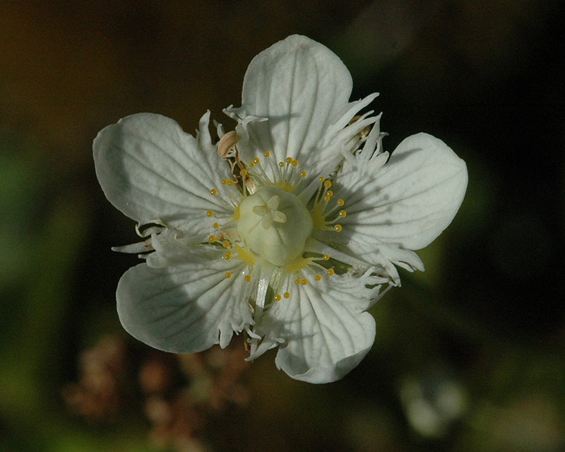 Parnassus fimbriata