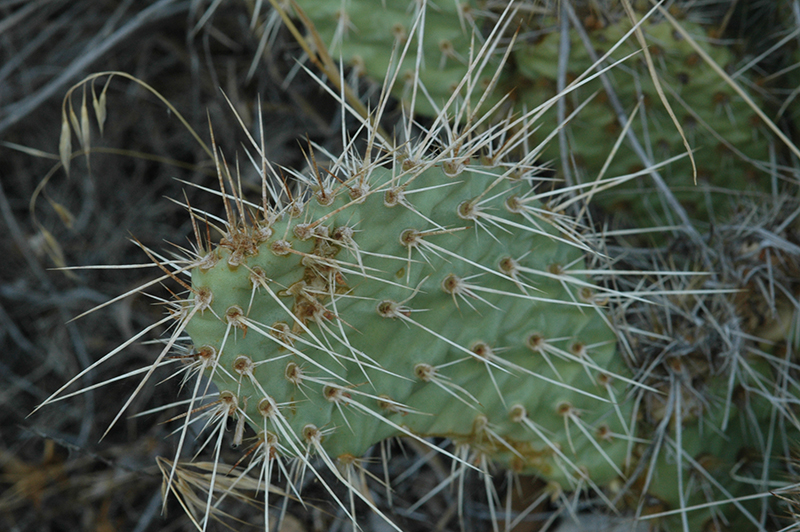 Prickly Pear Cactus