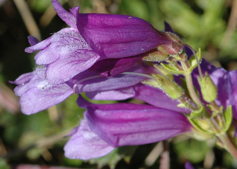 Penstemon, Lolo Pass