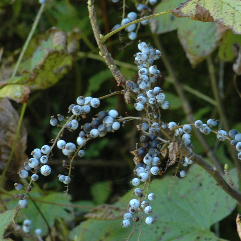 Ribes howellii