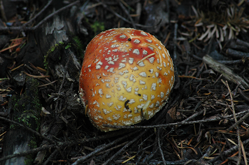 Amanita muscaria