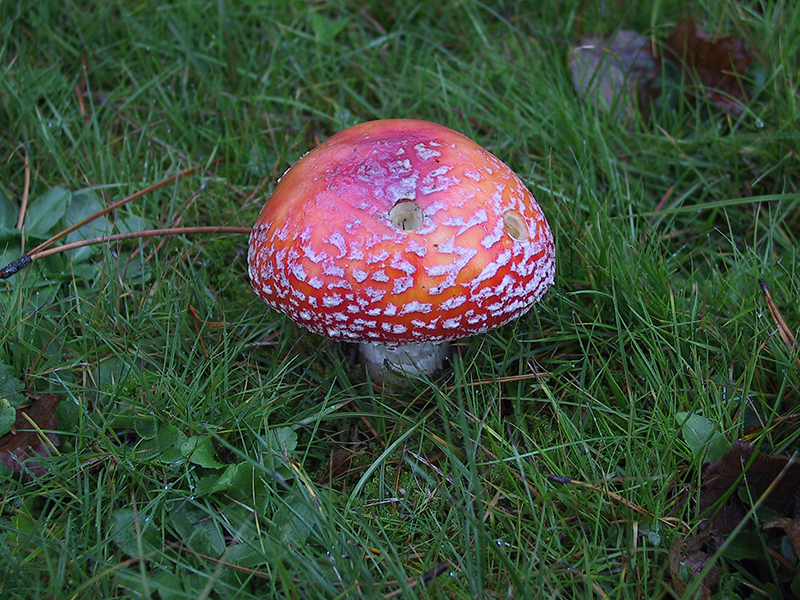 Amanita muscaria