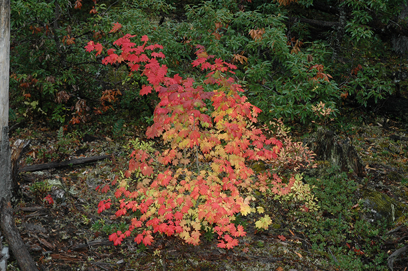 Vine Maple