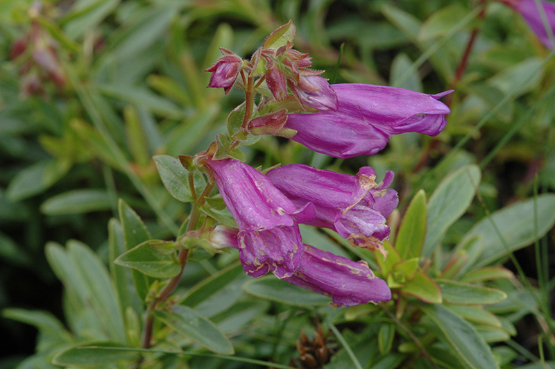 Penstemon