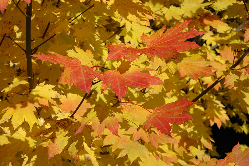 Vine Maple in Autumn