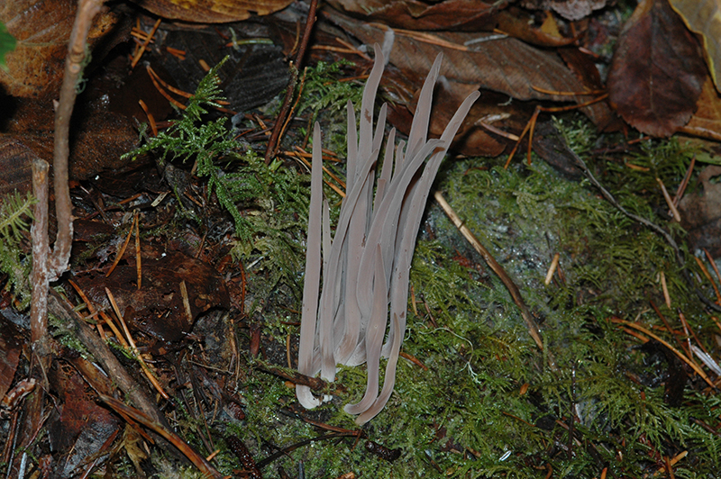 Clavaria purpurea