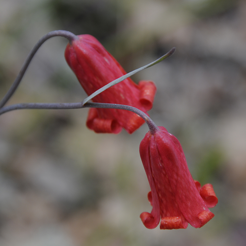 Scarlet Fritillaria